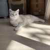 愛猫の病気とか、フリーランスで働くこととか