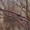 雪まじりの雨