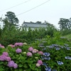 小田原城の紫陽花＆菖蒲