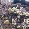 お花見 (花見山公園)🌸　