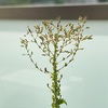 レタスの花が咲く