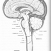 意識には脳が必要か？ ②