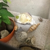 夏の終わりと、ヤドカリと