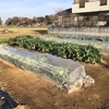 一雨ごとに寒さが増すと思ったらまだまだ暖かい11月下旬