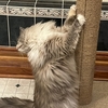 猫ちゃんのお爪さんのお手入れ：構えていたんだわね