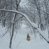 雪とパピー保護犬とリオンとモリオ