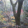 １２．７．（月・晴れ）小金井市長選。銃器犯罪と戦争。東証反発。