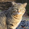 ２月１４日　谷中から西日暮里の猫さま歩き