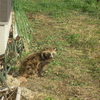 馬たちと野生動物