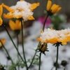 芝の目土は大事なのですね。