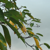Nikonのデジイチ「D3000」で2016年9月28日までに撮影した写真です。銀杏が落ち金木犀が咲いていました