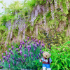 藤の花が満開です