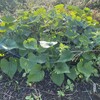 さつまいものパワースポット発見!! さつまいもから さつまいもを 栽培 再生野菜 リボベジ 家庭菜園