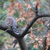 Fri.　野鳩