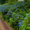  エキスポセンターの紫陽花～つくば市とその周辺の風景写真案内（１０９６） 