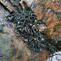 Bucephalandra sp