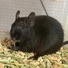 くろごまあん二世 107日目