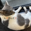野良のたもちゃんฅ( ̳• ·̫ • ̳ฅ)にゃ💞