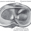 膝について書きました（４）　～半月板の運動機能学～