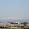 桜が満開の山形市！馬見ヶ崎川、千歳山と霞城公園