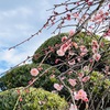 春を告げる花　梅花〜天然の香りとお香〜