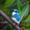 ホテルのヒメアオカワセミ(Small Blue Kingfisher)