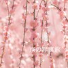 【京都】見頃間近♪城南宮しだれ梅と椿まつり 2024　アクセスやおすすめ風景、設定も！ #しだれ梅 #京都