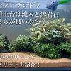 ブセファランドラ活着土台の選び方、流木と溶岩石どちらが良いか？