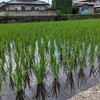 朝からおたまじゃくしに助けられた火曜日
