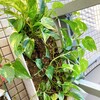 植物　その１