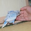 2020.06.09　インコちゃん