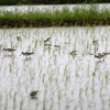 梅雨の田んぼの鳥たち