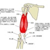 筋肉の解剖学シリーズpart⑤