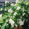 ５月１１日庭のあちこち　１　　～イバラ姫と日陰のこびと達～