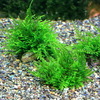 （水草）育成済　ジャイアント南米ウィローモス　風山石小粒（無農薬）（3粒）　北海道航空便要保温