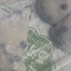 今月も豆大福チャレンジ(^-^)/