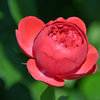 ぎっしり花びら