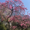 小金井公園《江戸東京たてもの園》