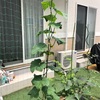 キュウリが順調に伸びてますが・・