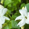 マツリカの白い花
