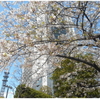 アークヒルズの桜