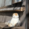 「猫は寝るか食べるか遊ぶしかしない」