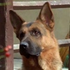 レックス～ウィーン警察シェパード犬刑事～Kommissar REX☆S2-5