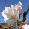 サクラ開花！熊本市で夏日に！