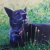 さよなら、愛犬