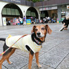 蒲田さんぽ　犬可店　カフェ プッチーニ