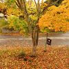 裏磐梯の紅葉も本番を迎えました！お庭もいい感じ！！