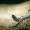 ワラスボ Odontamblyopus lacepedii 