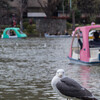 桜の開花宣言がされたので、上野謝恩公園に行ってきた