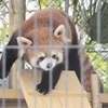 レッサーパンダ「シンファ」が妊娠　熊本市動植物園